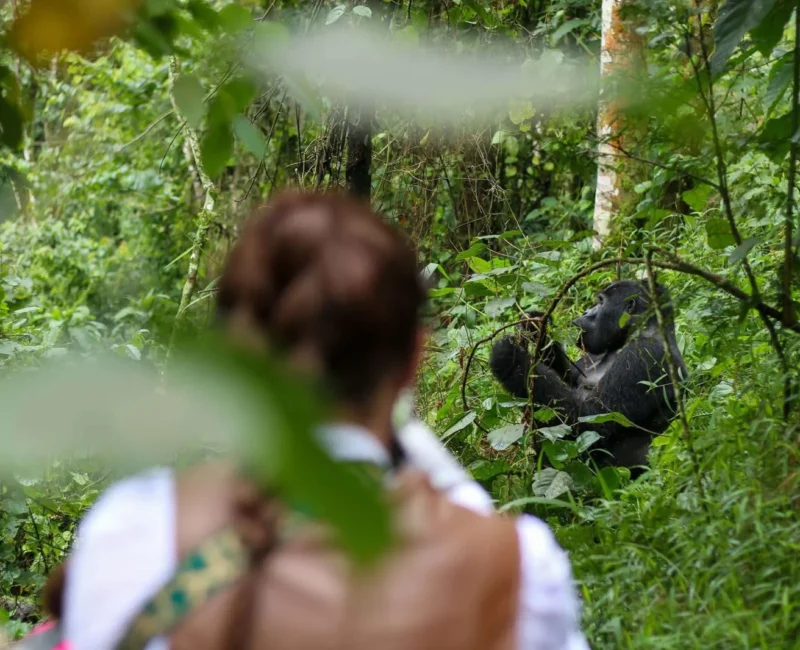 Can Children Under 15 Participate in Gorilla Trekking in Rwanda?