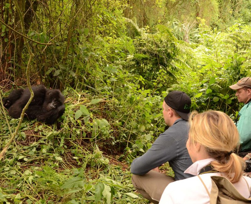Can Children Participate in Gorilla Trekking Safaris in Rwanda?