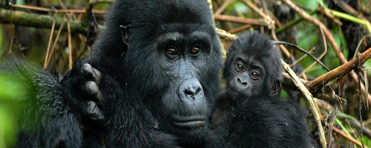 Can Families Combine Rwanda Gorilla Trekking Safaris with Uganda Gorilla Trekking?