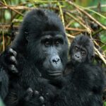Can Families Combine Rwanda Gorilla Trekking Safaris with Uganda Gorilla Trekking?