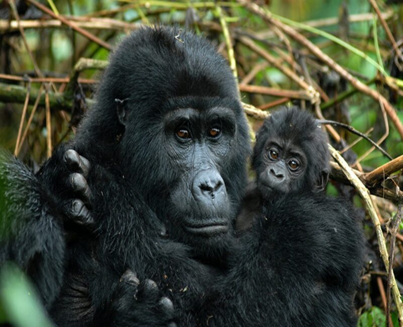 Can Families Combine Rwanda Gorilla Trekking Safaris with Uganda Gorilla Trekking?