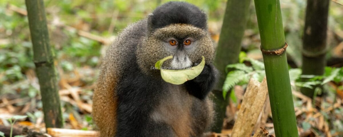 Can Golden Monkey Tracking Be Combined With Gorilla Trekking or Other Safaris?