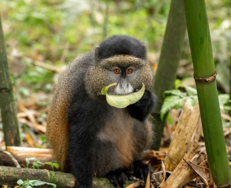 Can Golden Monkey Tracking Be Combined With Gorilla Trekking or Other Safaris?