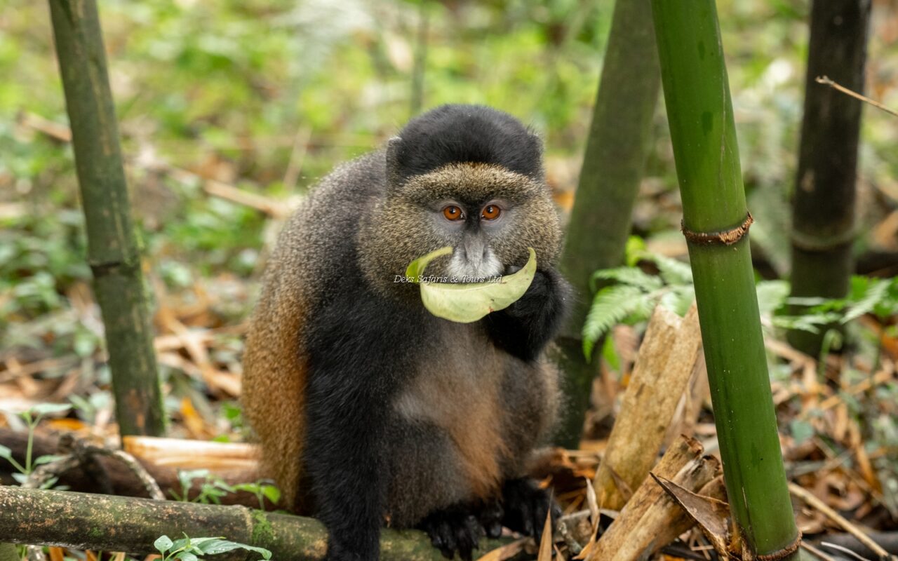Can Golden Monkey Tracking Be Combined With Gorilla Trekking or Other Safaris?