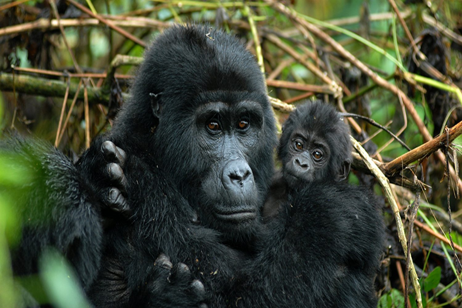 Can Families Combine Rwanda Gorilla Trekking Safaris with Uganda Gorilla Trekking?