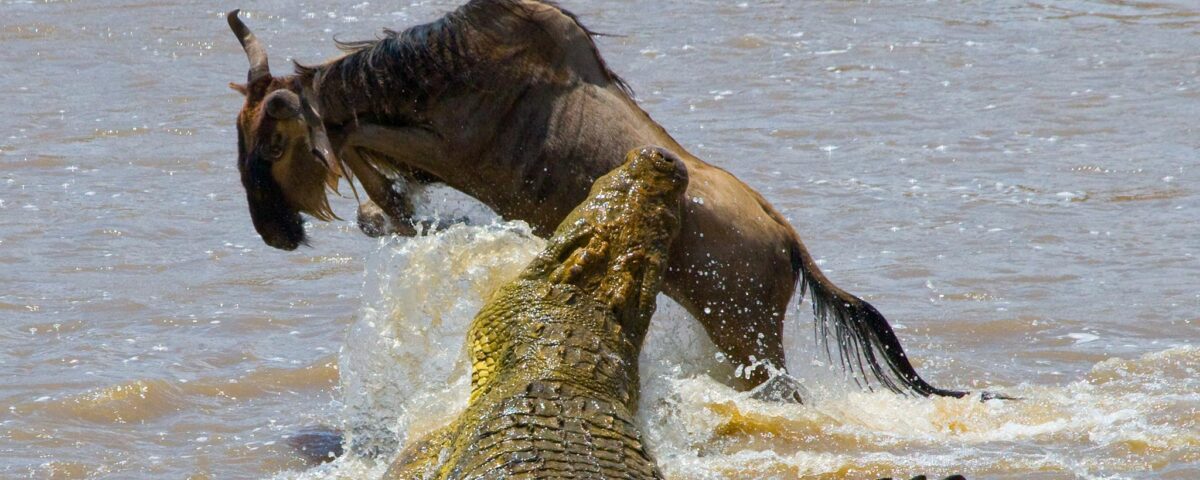Can I See Predators During the Great Migration?