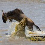Can I See Predators During the Great Migration?