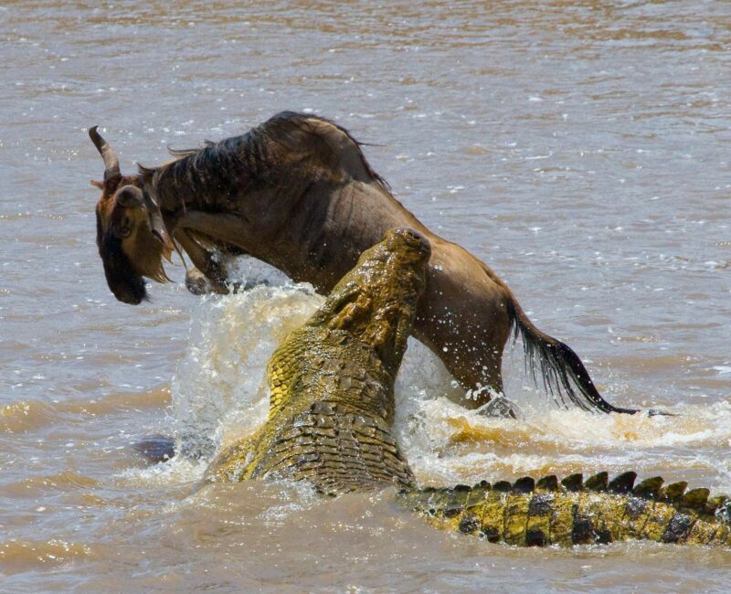 Can I See Predators During the Great Migration?