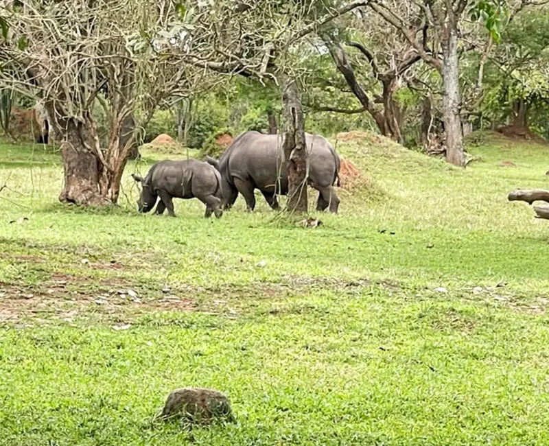 Can I See Rhinos During Uganda Wildlife Safaris?