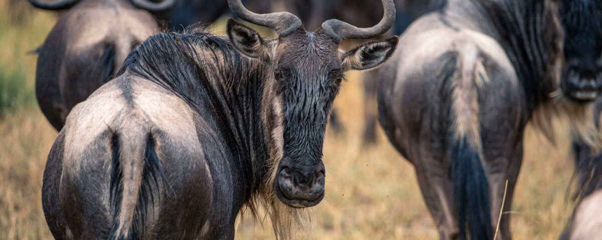 How Do Guides Track the Migration Patterns?