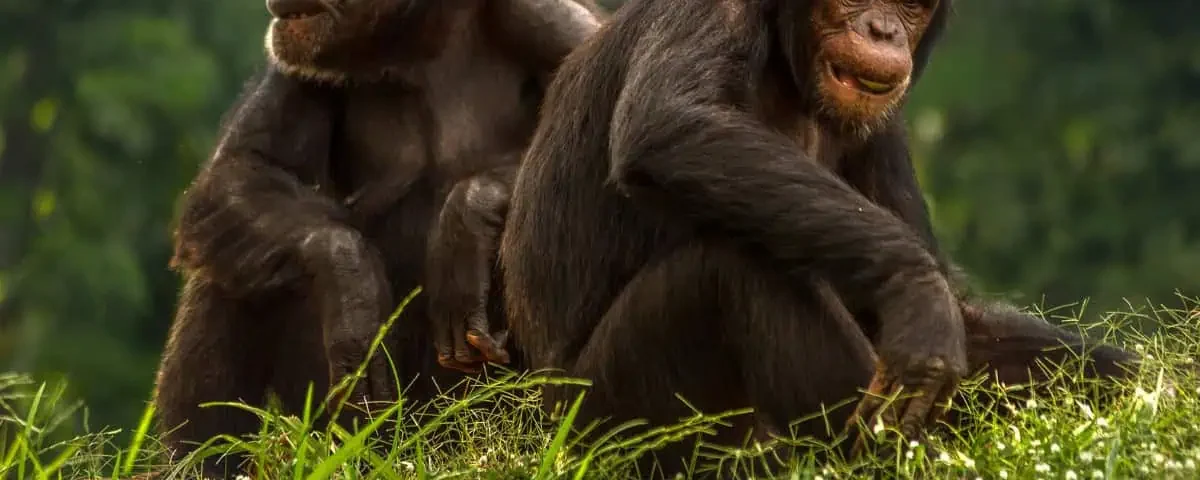 What Is the Difference Between Chimpanzee Tracking and Chimpanzee Habituation?