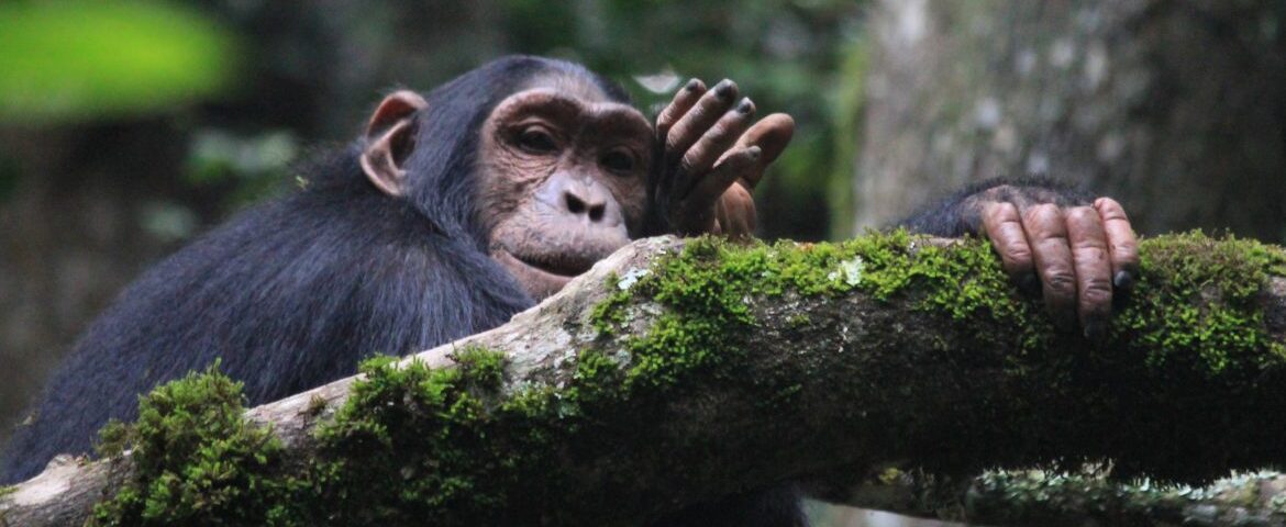 What is Chimpanzee Tracking in Uganda