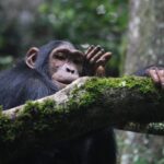 What is Chimpanzee Tracking in Uganda