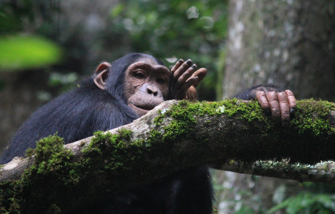 What is Chimpanzee Tracking in Uganda
