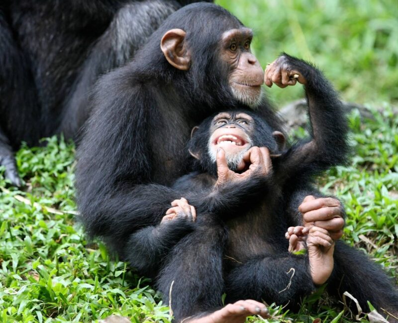 Chimpanzee Tracking vs Chimpanzee Habituation (Uganda vs Rwanda vs Tanzania)