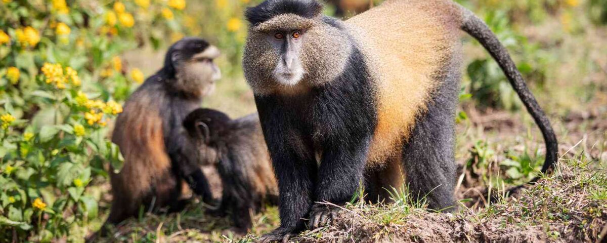 Do I Need a Guide or Can I Track Golden Monkeys Independently