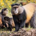 Do I Need a Guide or Can I Track Golden Monkeys Independently