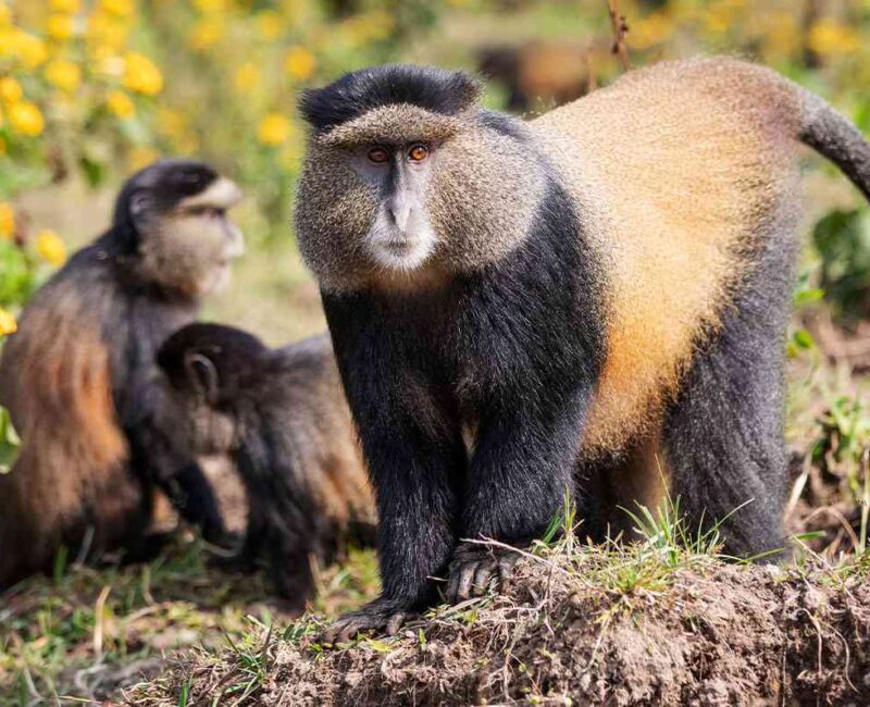 Do I Need a Guide or Can I Track Golden Monkeys Independently