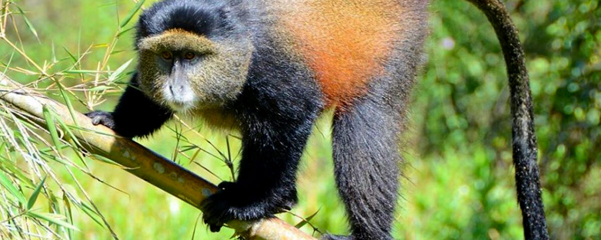 How Long Do I Spend Observing Golden Monkeys in Their Natural Habitat?