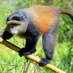 How Long Do I Spend Observing Golden Monkeys in Their Natural Habitat?