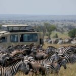 How Crowded Are the Parks During Peak Migration Season