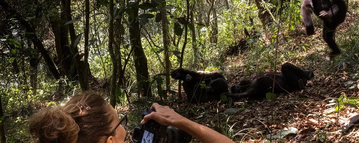 How Far Do I Need to Walk to See Chimpanzees?