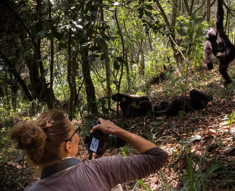 How Far Do I Need to Walk to See Chimpanzees?