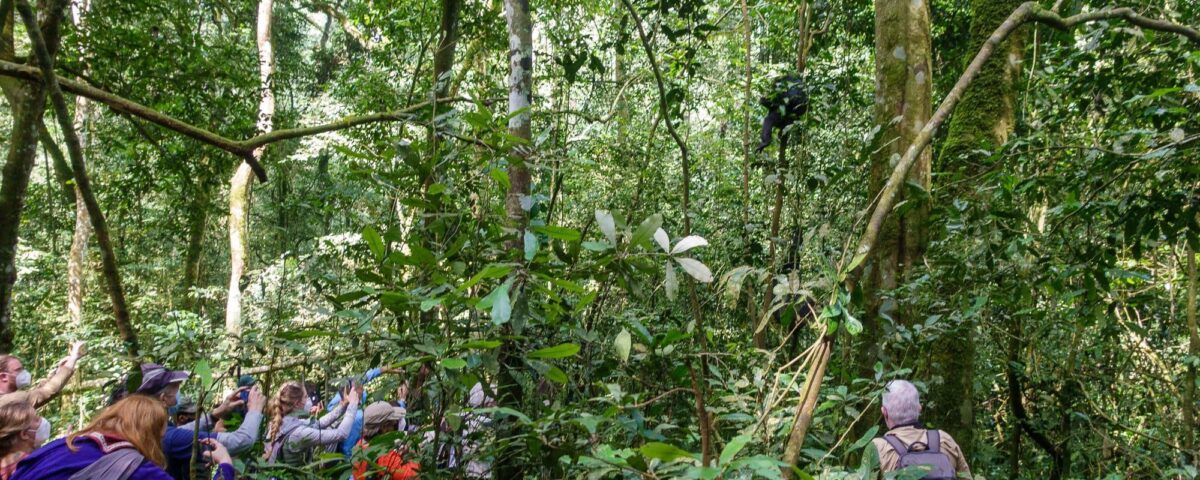 How Many People Are Allowed Per Chimpanzee Tracking Group?