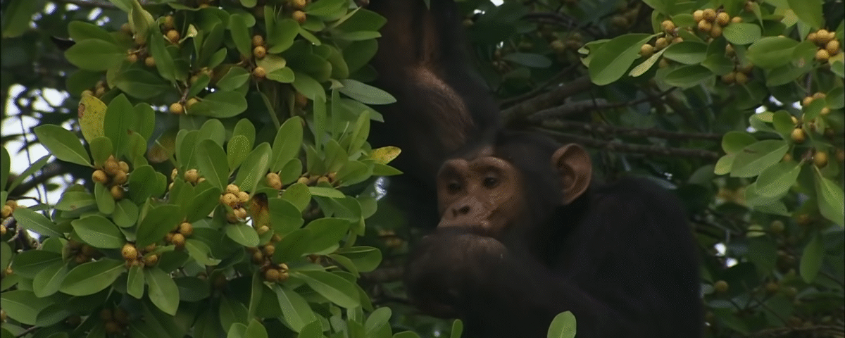 Is Chimpanzee Tracking Available Year-Round in Uganda?