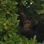 Is Chimpanzee Tracking Available Year-Round in Uganda?