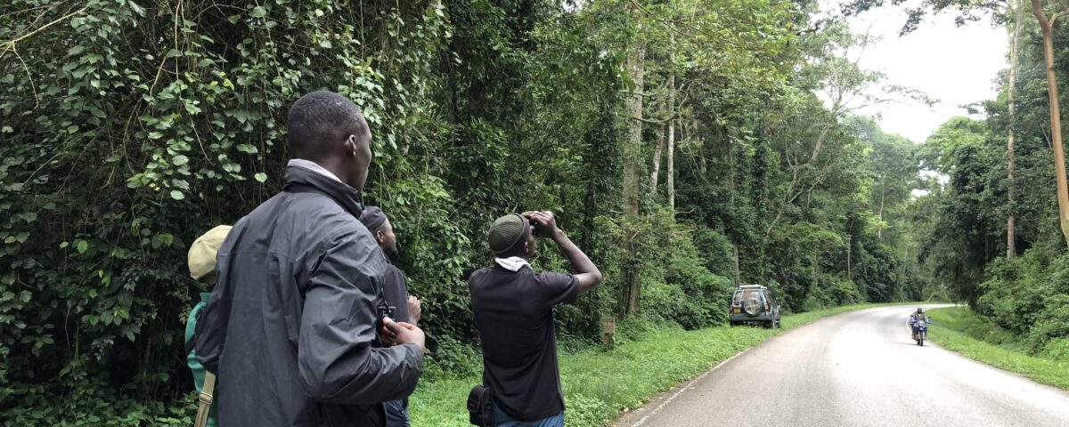 Is Kibale Forest Suitable for Birdwatching