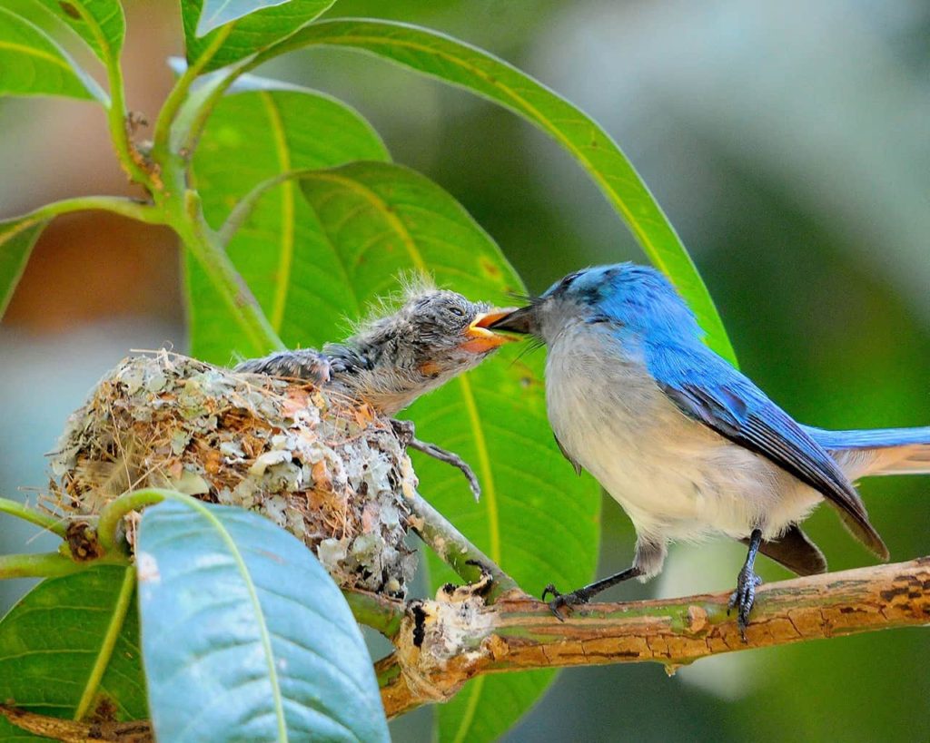 Is Murchison Falls National Park Good for Birding Safaris?