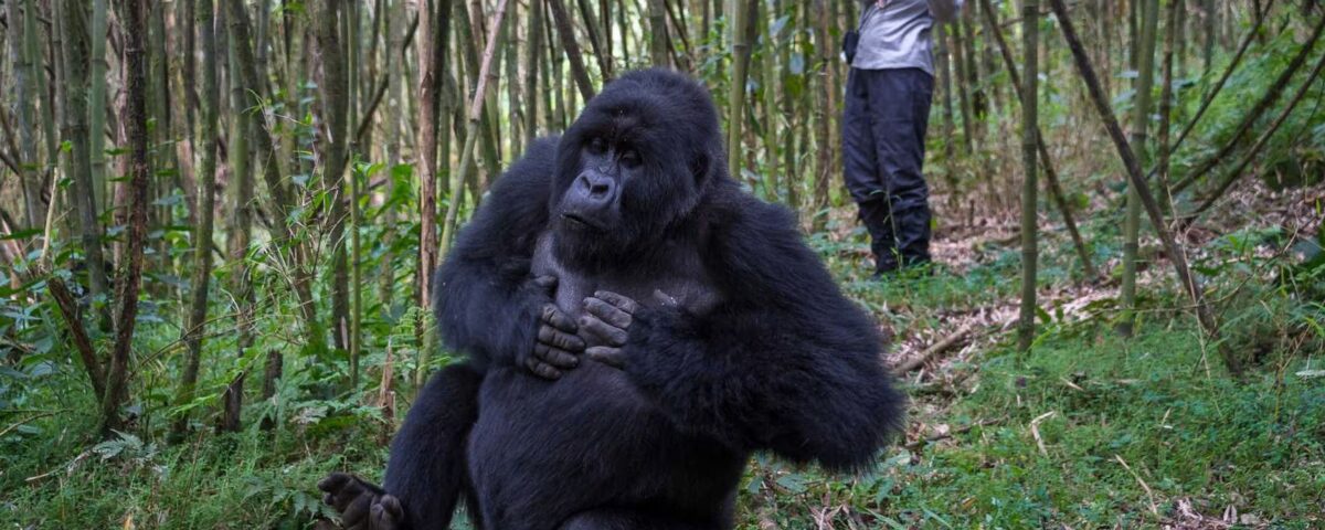 Are Gorilla Trekking Safaris Safe for Solo Travelers in Rwanda?