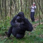 Are Gorilla Trekking Safaris Safe for Solo Travelers in Rwanda?