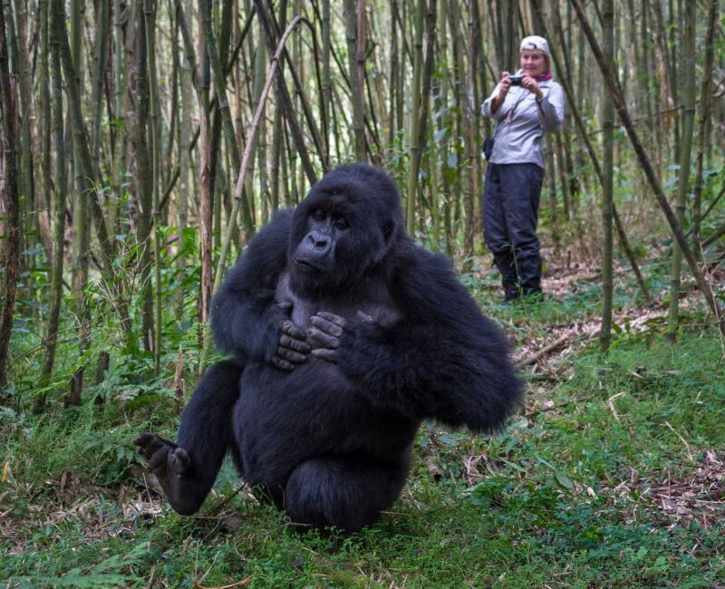 Are Gorilla Trekking Safaris Safe for Solo Travelers in Rwanda?