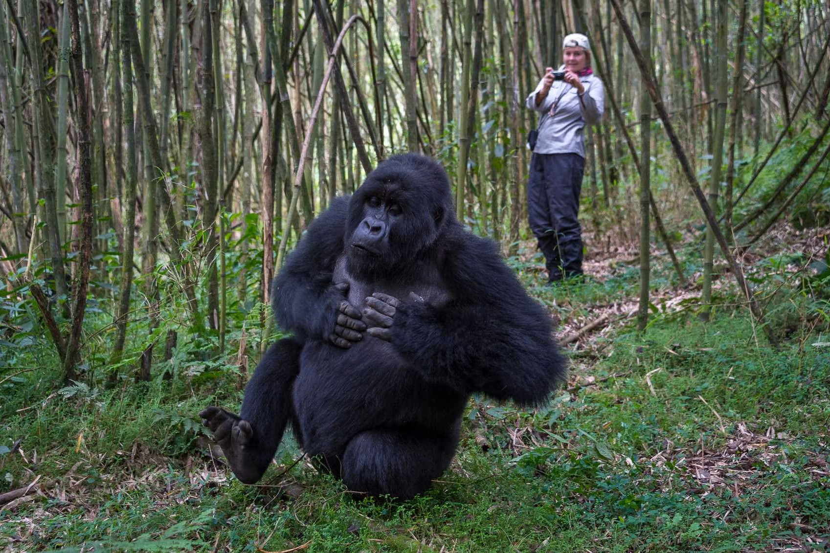How Close Can I Get to the Gorillas During a Gorilla Trekking Experience?