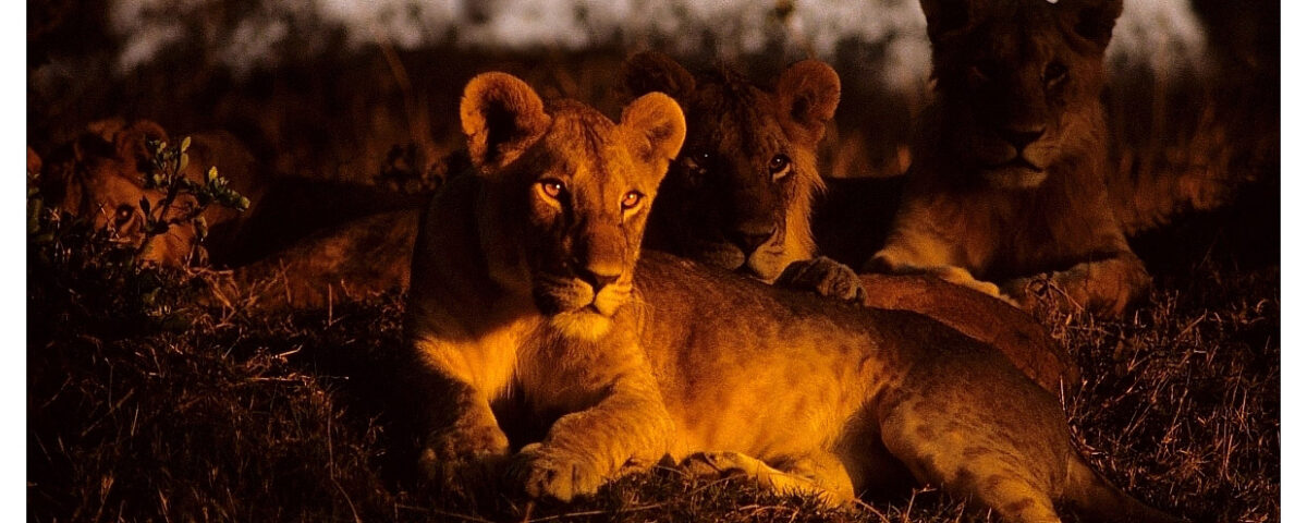 How Long Should I Plan for a Wildlife Safari in Kenya?