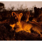 How Long Should I Plan for a Wildlife Safari in Kenya?