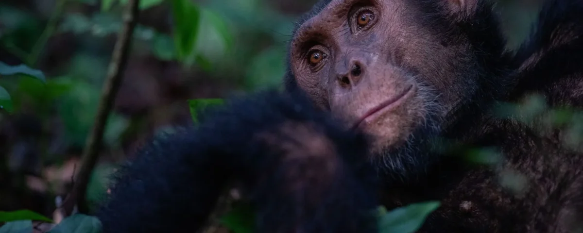 How Much Does a Chimpanzee Tracking Permit Cost?
