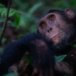 How Much Does a Chimpanzee Tracking Permit Cost?
