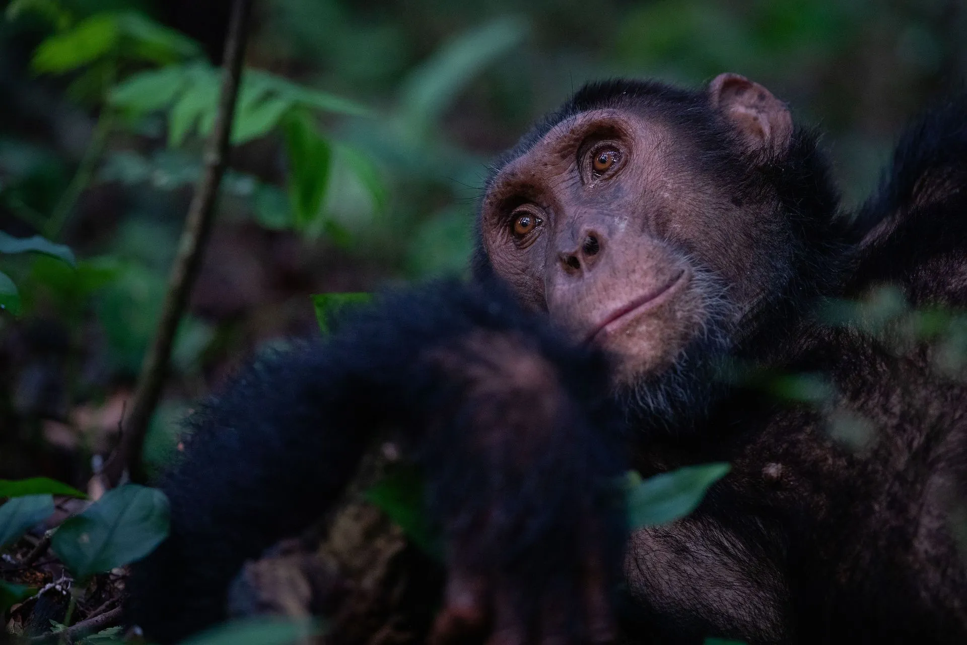 How Much Does a Chimpanzee Tracking Permit Cost?