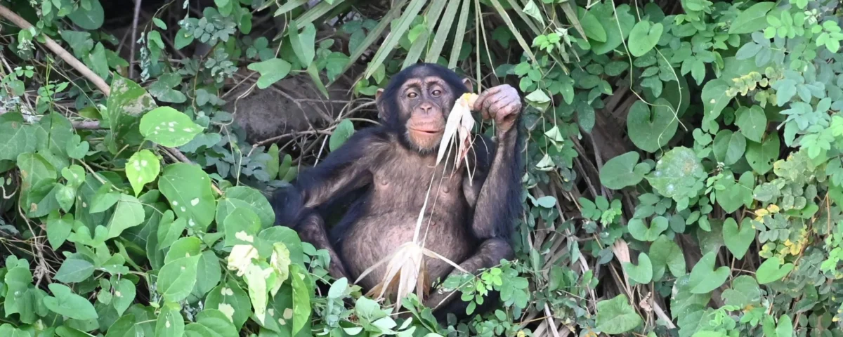 What Kind of Terrain Should I Expect During Chimpanzee Tracking?