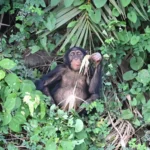 What Kind of Terrain Should I Expect During Chimpanzee Tracking?