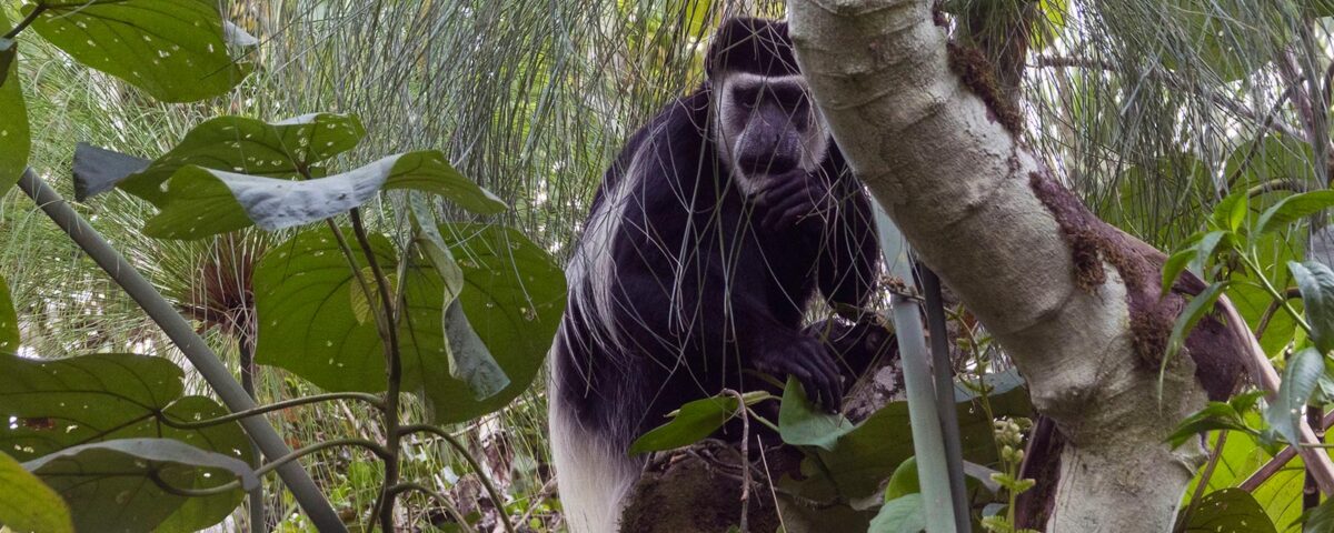 What Other Wildlife Can I See During Chimpanzee Tracking?