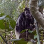What Other Wildlife Can I See During Chimpanzee Tracking?