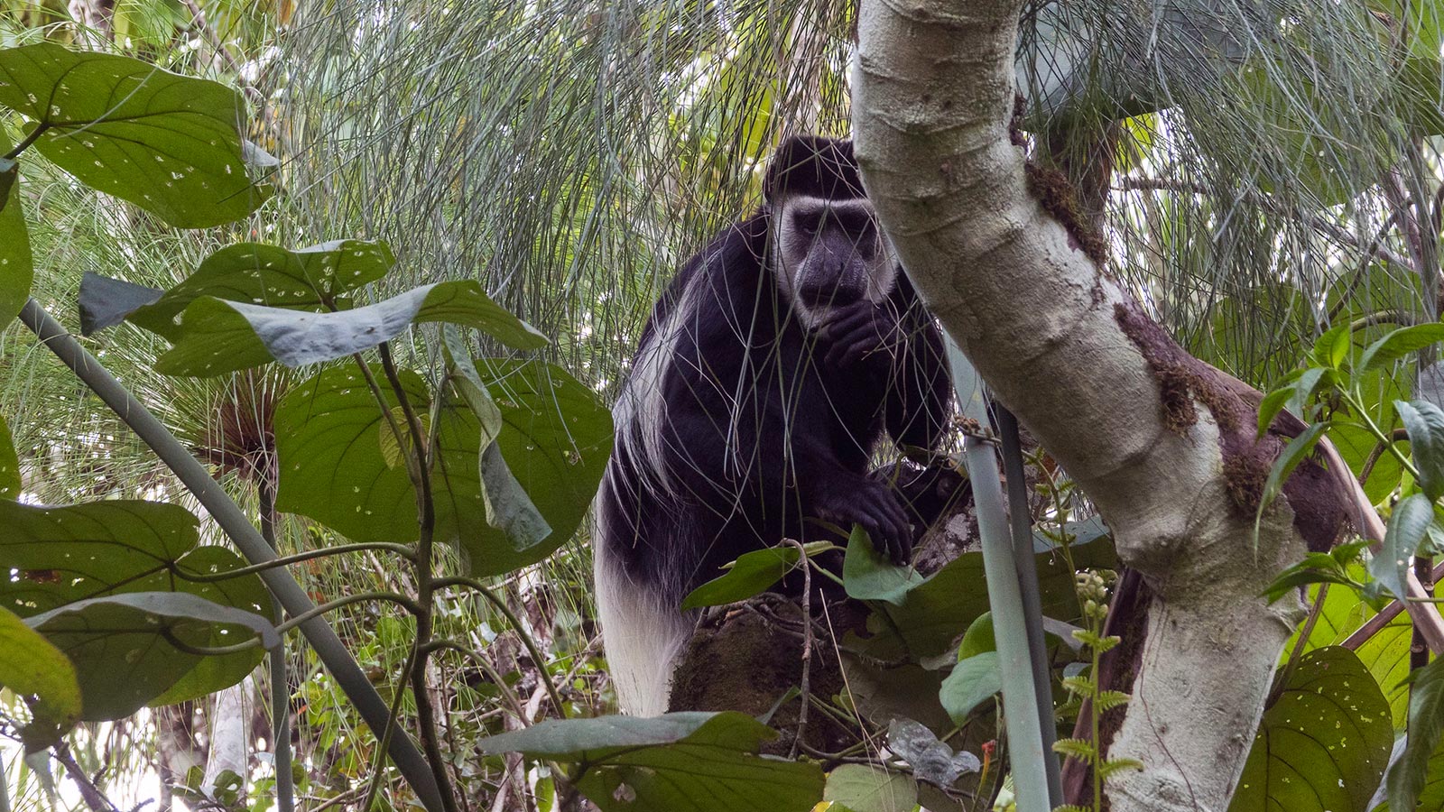 What Other Wildlife Can I See During Chimpanzee Tracking?