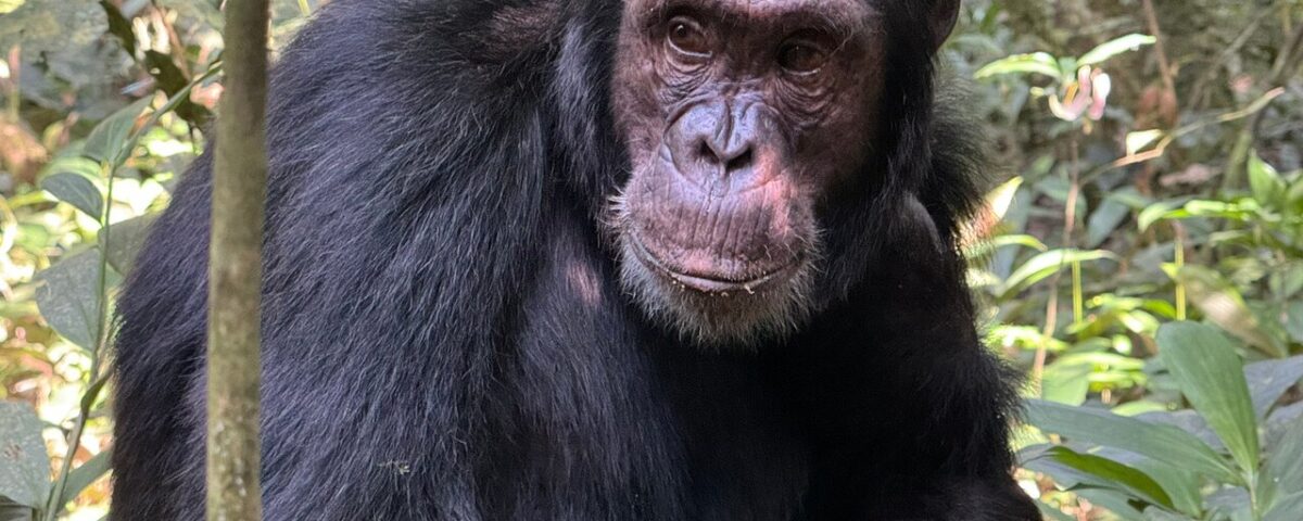 What Makes Chimpanzee Tracking in Uganda Unique Compared to Other African Destinations?