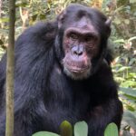 What Makes Chimpanzee Tracking in Uganda Unique Compared to Other African Destinations?