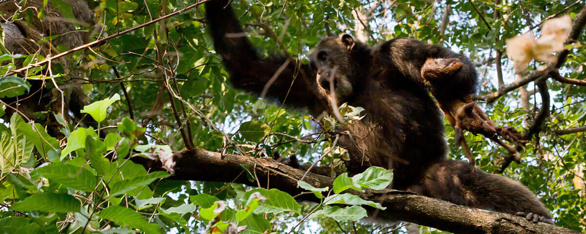 What is the Best Time of Year for Chimpanzee Tracking in Uganda?