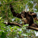 What is the Best Time of Year for Chimpanzee Tracking in Uganda?